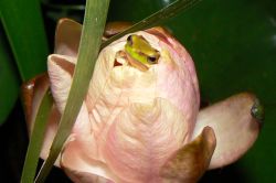 149-Drymomantis fallax